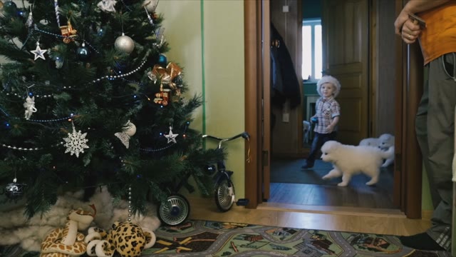 Child Plays With The Puppies Samoyed