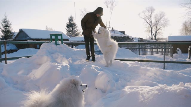Man Stroking The Dog Samoyed