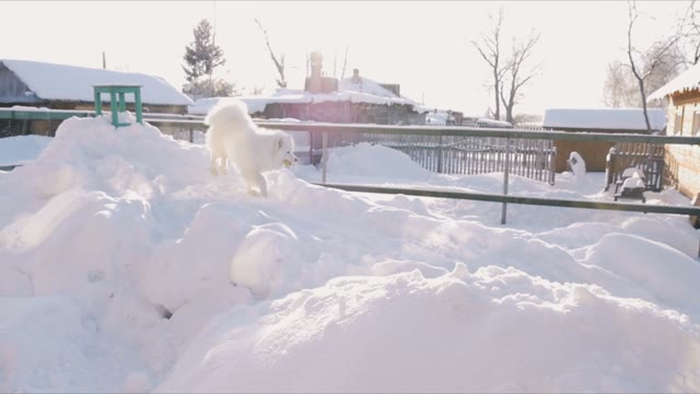 Dog Running With Toy In The Snow