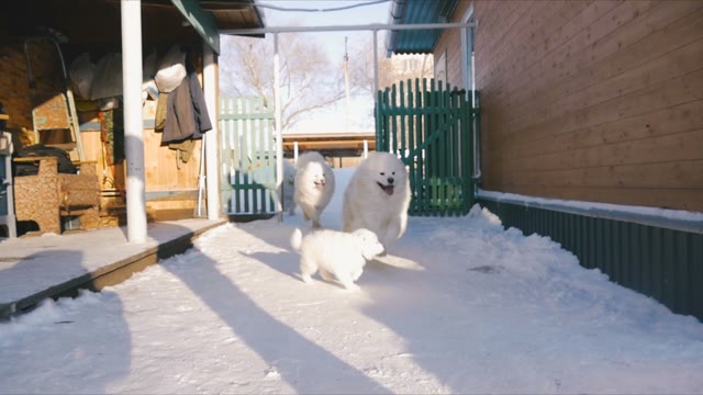 Samoyed Dog Running Play
