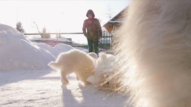Samoyed Dogs Frolic