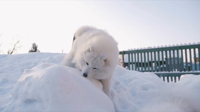 Samoyed Dog Play With Snow