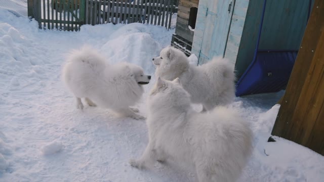 Dogs Playing With Each Other In The Snow