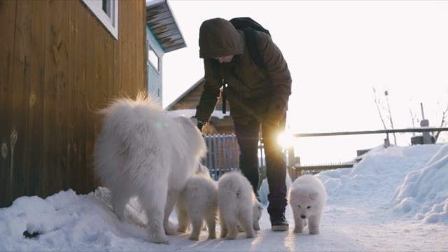 Man Stroking Samoyed