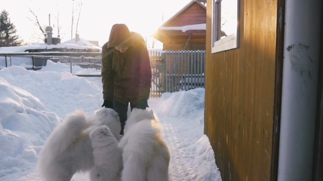Man Stroking Dogs Samoyed