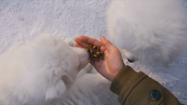 Man With Hand Feeding Puppies Samoyed. Close-up