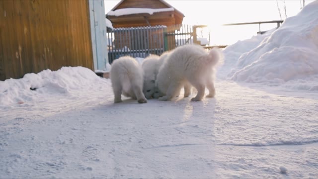 Samoyed Puppy Eating Food