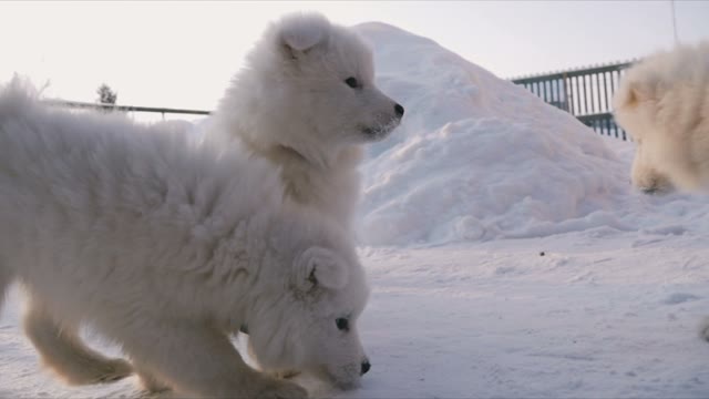 Samoyed Puppy Eating Food