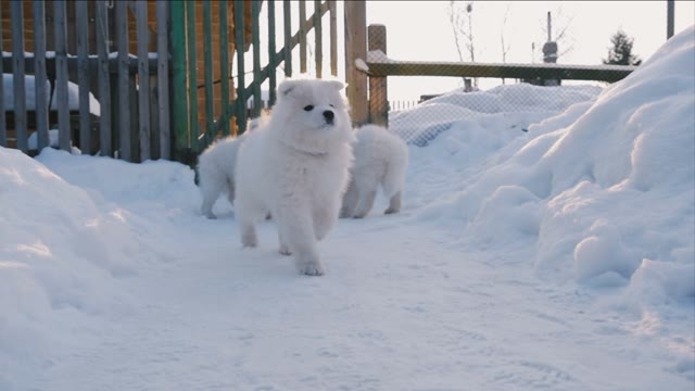 Samoyed Puppies Run Together