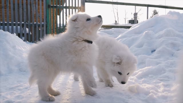 Puppies Samoyed Running For Man
