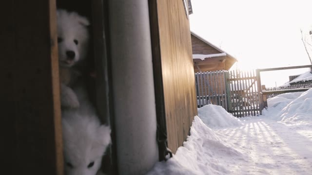 Run Out Of The House Samoyed Puppies