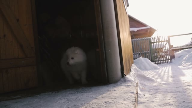 Home Run Out Samoyed Puppies