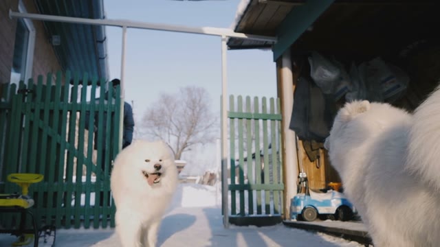 Samoyed Dog Smiling At The Camera. Close-up