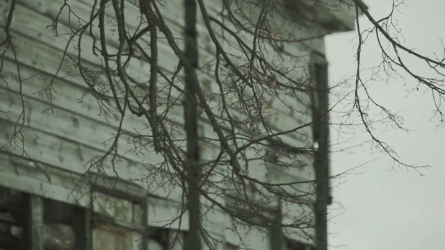 Shooting Branches And Wooden House Close-up