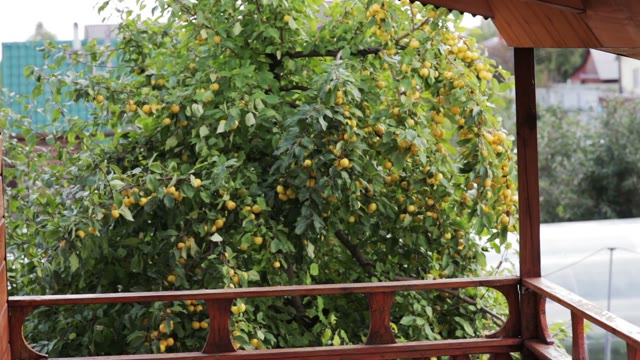 Lemon Tree Shooting
