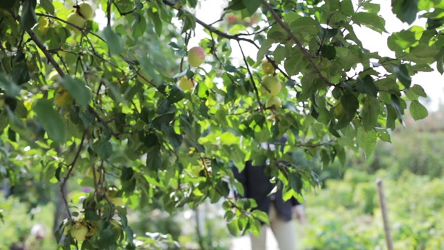 Man In A Suit Passes Under The Branches Of Trees