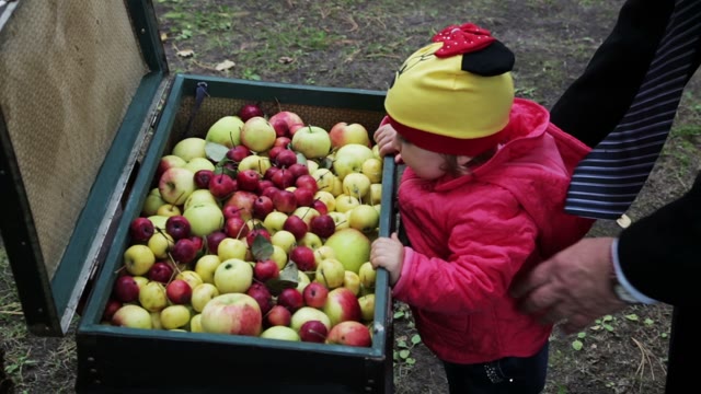 Little Baby Looking Into A Suitcase With Apples