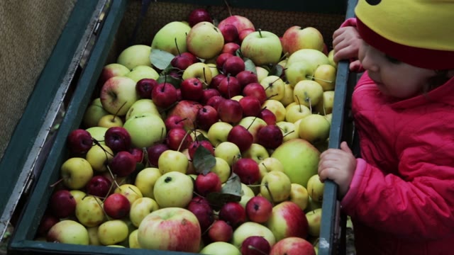 Little Baby Looking Into A Suitcase With Apples