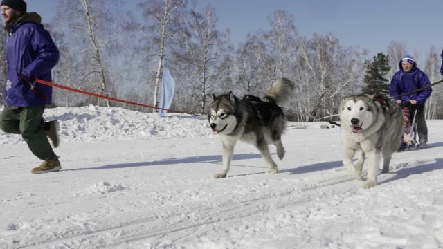 Competition In Sled Dog Racing And Skijoring