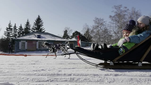 Competition In Sled Dog Racing And Skijoring