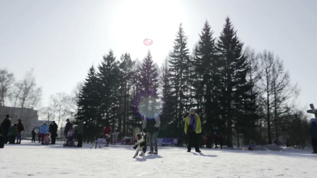 Competition In Sled Dog Racing And Skijoring