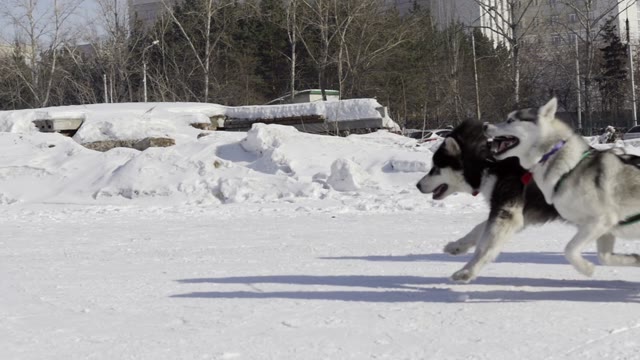 Competition In Sled Dog Racing And Skijoring