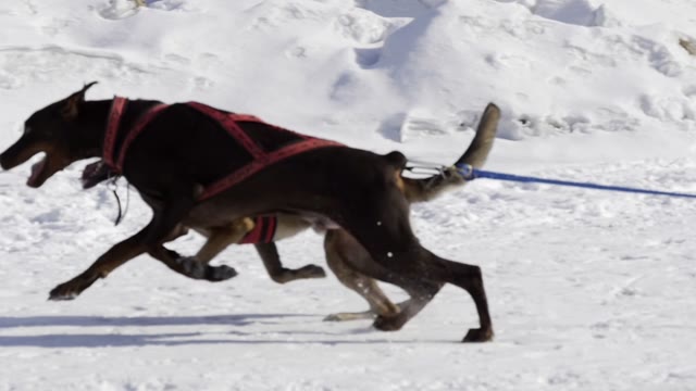 Competition In Sled Dog Racing And Skijoring