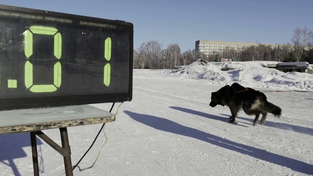 Competition In Sled Dog Racing And Skijoring