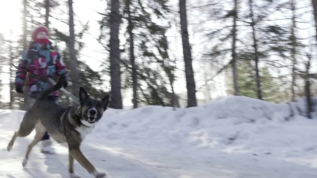 Children Competition Running With Their Dogs In Winter