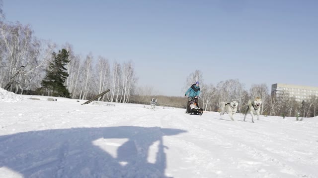 Competition In Sled Dog Racing And Skijoring