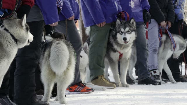 Competition In Sled Dog Racing And Skijoring