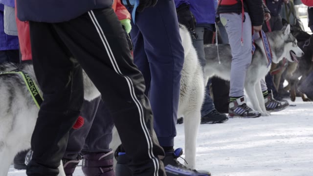 Competition In Sled Dog Racing And Skijoring