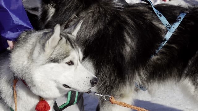 Competition In Sled Dog Racing And Skijoring