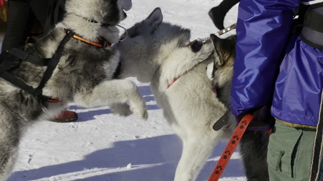 Competition In Sled Dog Racing And Skijoring