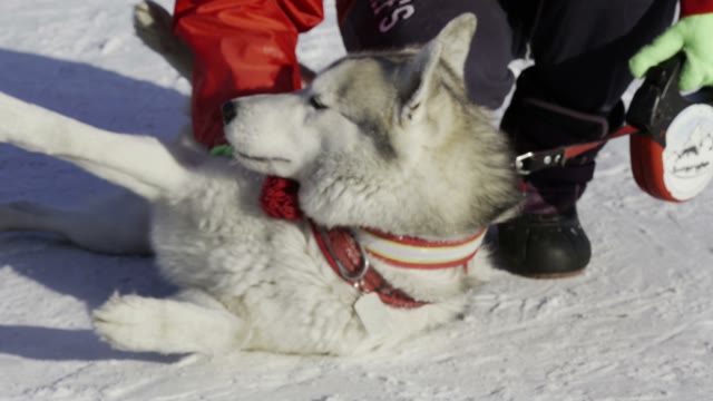 Competition In Sled Dog Racing And Skijoring