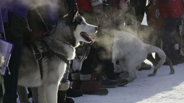Competition In Sled Dog Racing And Skijoring