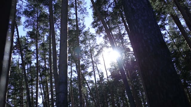 The Rays Of The Sun Among The Tall Trees