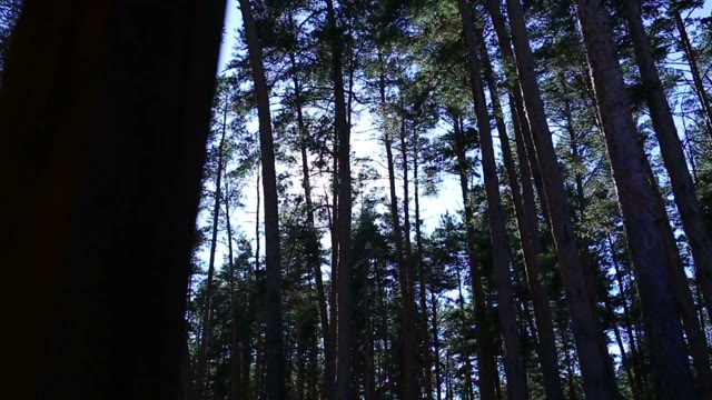 The Rays Of The Sun Among The Tall Trees