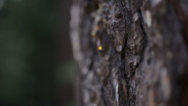 The Bark Of A Large Tree Resin