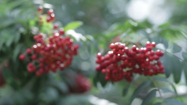 Berries Red Rowan Shoot Close-up