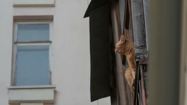 Ginger Cat Looks Out Of The Window