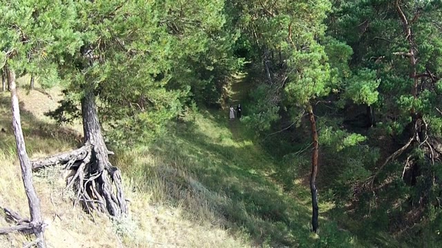 Newlyweds Walk In The Coniferous Forest