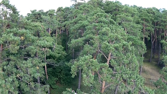 Quadrocopters Shoots Newlyweds Video In Coniferous Forest