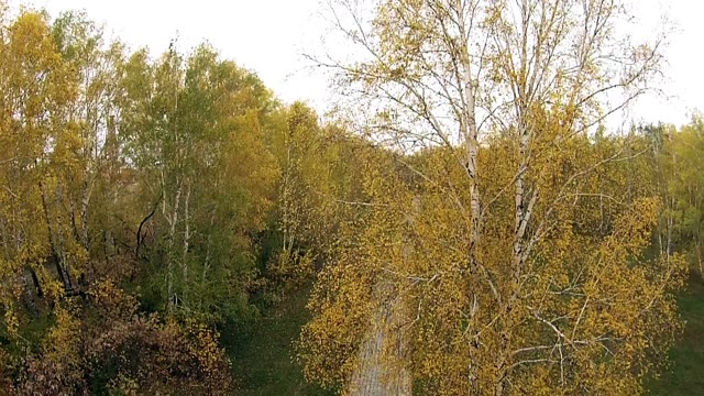Birch Tree On A Background Of Green Trees In Autumn