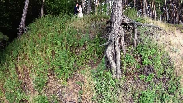 Newlyweds Posing In A Big And Beautiful Coniferous Forest