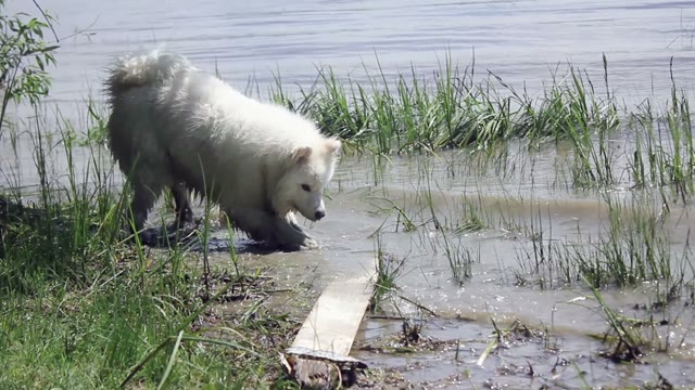 Samoyed Husky Playing With Water On The River Bank