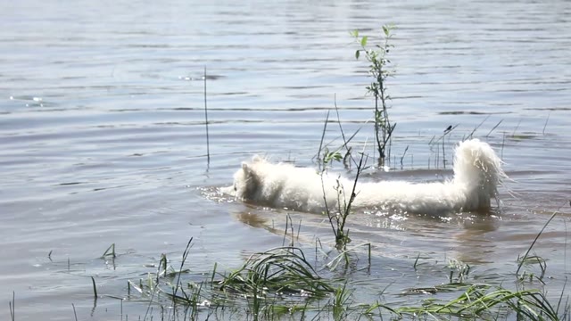 Samoyed Husky Floating In The River With A Branch In His Mouth