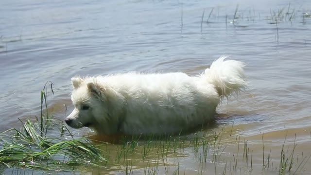 Samoyed Husky Floating In The River