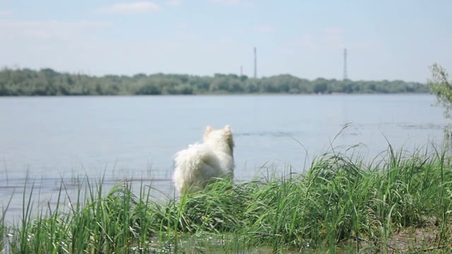 Samoyed Husky On The Shores Of The River, Runs Up To The Camera