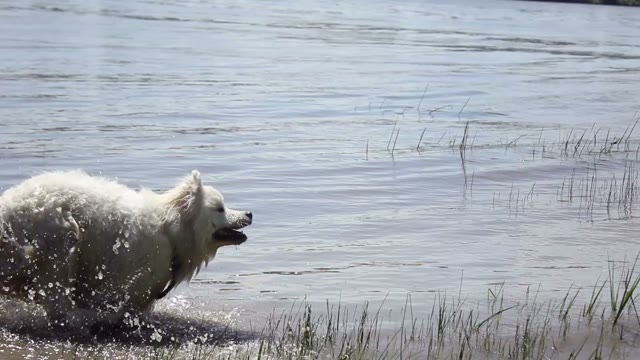 Samoyed Husky Running On The Water In The River